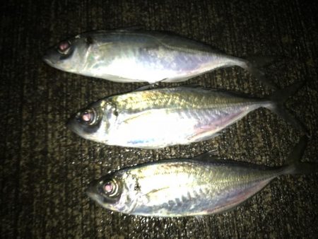 コウイカとアジ