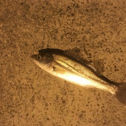 津田港で赤潮なう