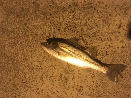 津田港で赤潮なう