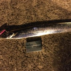 次は君がシーバスを釣って周りを驚かせているかもよ？