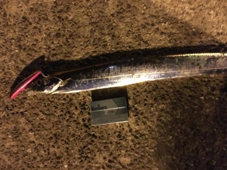 次は君がシーバスを釣って周りを驚かせているかもよ？