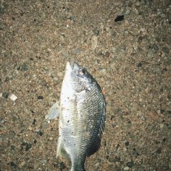 ノッコミ真チヌ