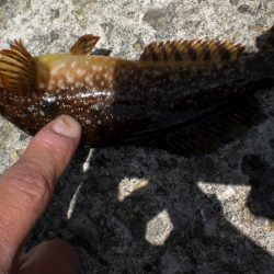 アオイソメでチョイ投げ
