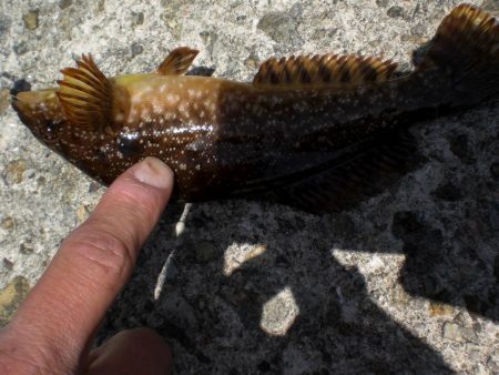 アオイソメでチョイ投げ