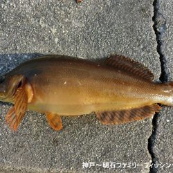 花見カレイがやっと来た