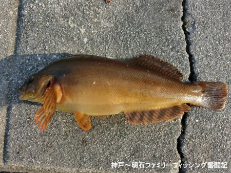 花見カレイがやっと来た