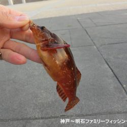 根魚絶好調