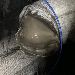 チヌ狙いのつもりが…