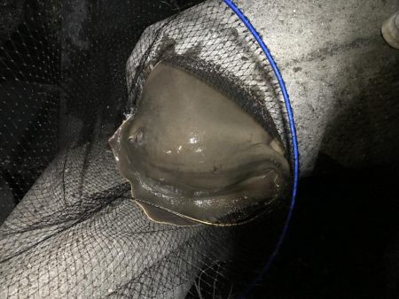 チヌ狙いのつもりが…