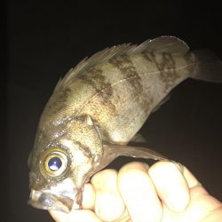 メバリング！！