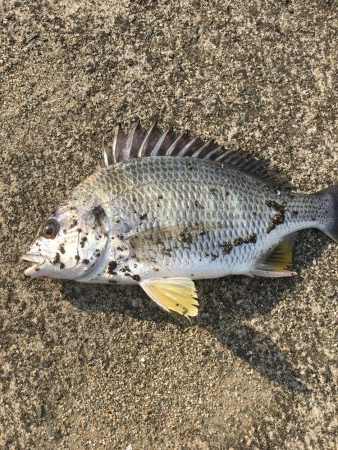 へちさぐり銀治郎入魂