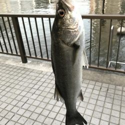 マイクロベイト パターン攻略