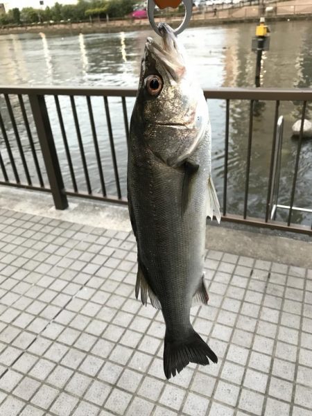 マイクロベイト パターン攻略