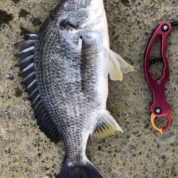 チヌのちメバル