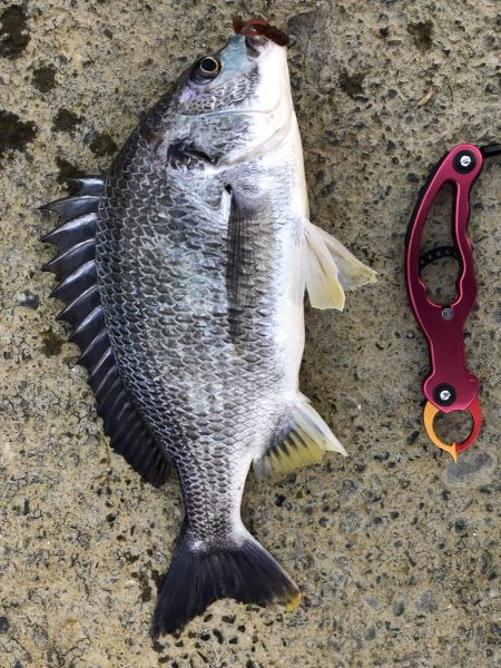 チヌのちメバル