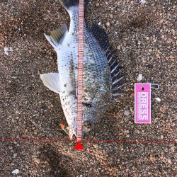 桜が満開釣り日和