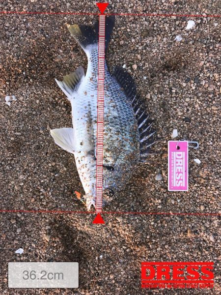 桜が満開釣り日和