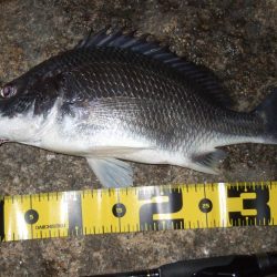 2018 キビレ調査NO、2