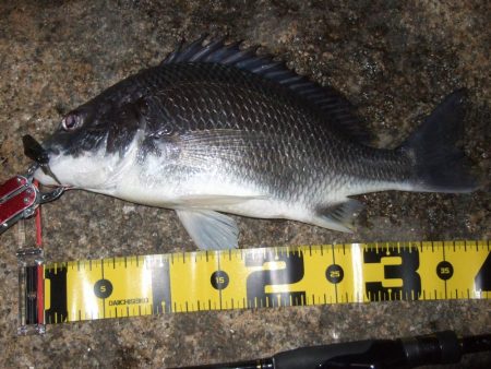 2018 キビレ調査NO、2