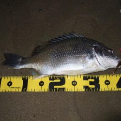 2018 キビレ調査NO、3