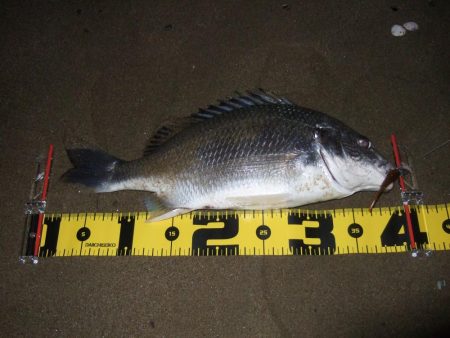 2018 キビレ調査NO、3