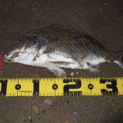 2018 キビレ調査NO、4