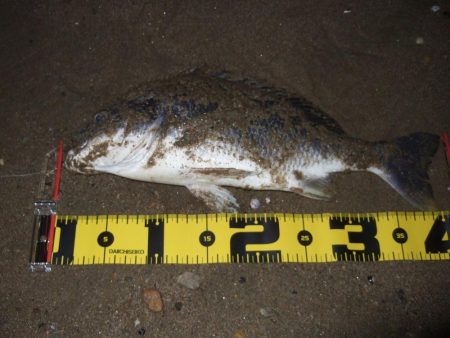 2018 キビレ調査NO、4