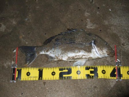 ２０１８ キビレ調査NO、5