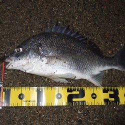 ２０１８ キビレ調査NO、６