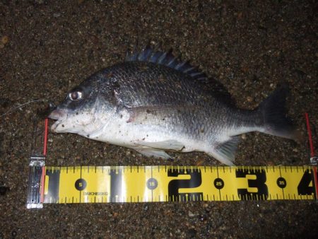 ２０１８ キビレ調査NO、６