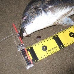 2018 キビレ調査NO、7