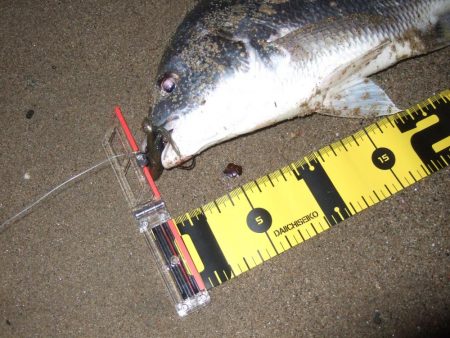 2018 キビレ調査NO、7