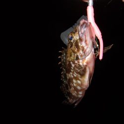 メバル行方不明