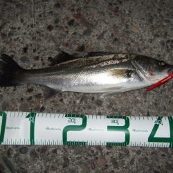 バチ抜け開幕＆鱗付け完了！