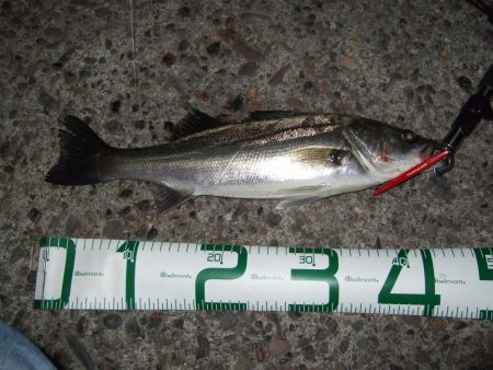 バチ抜け開幕＆鱗付け完了！