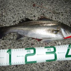 ボイルはなくても、バチは見えなくても＼(^o^)／