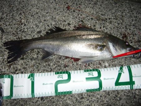 ボイルはなくても、バチは見えなくても＼(^…