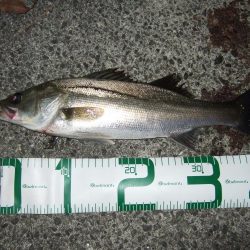 あわやボウズ！？