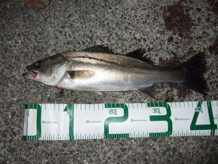 あわやボウズ！？