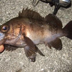 バチ抜けメバル