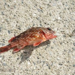 小1時間のファミリーフィッシング