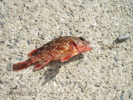 小1時間のファミリーフィッシング