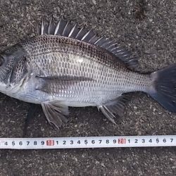 チヌ落とし込み/43cm以下計4枚GET