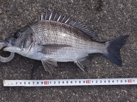 チヌ落とし込み/43cm以下計4枚GET