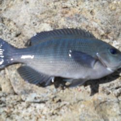 チヌをもとめて