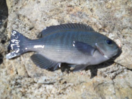 チヌをもとめて