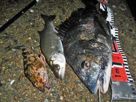 良い引きでした