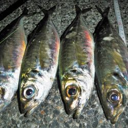 久々のアジング