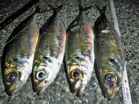 久々のアジング