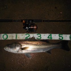 ハイブリッドシーバス？？？(北港周辺シーバス釣行)